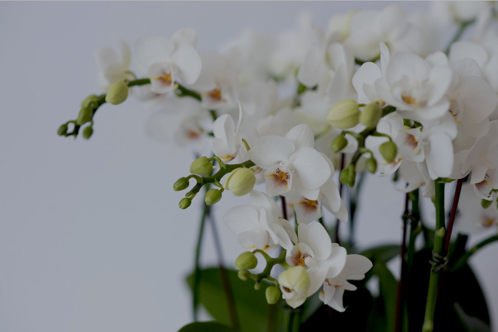 Shop Fresh Orchids in Toronto & Muskoka | Skye Flowers Design