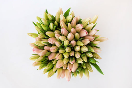 Tulip Lover - Skye Flowers Design