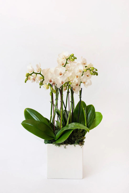 Mini Orchid Lover - Skye Flowers Design