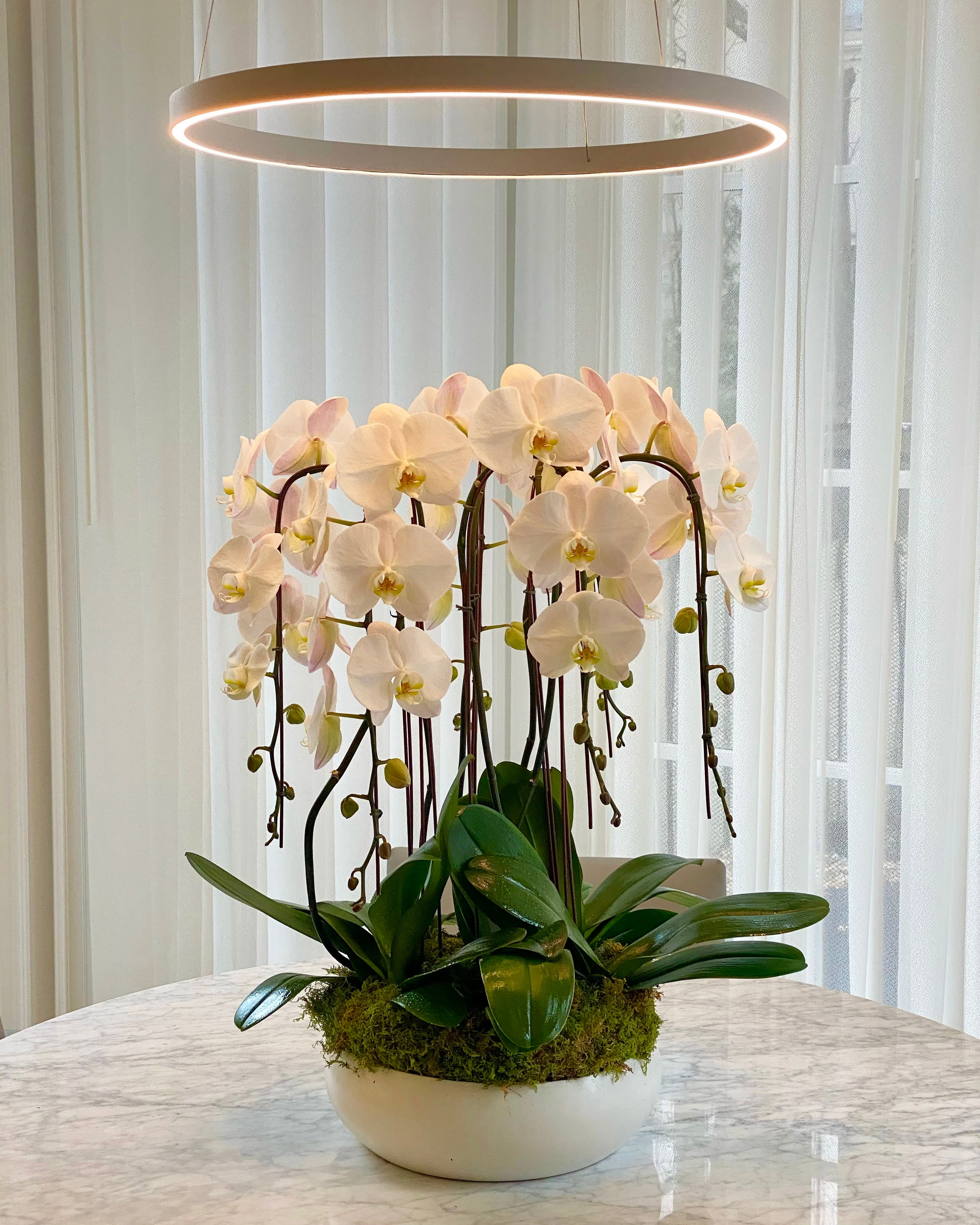 Cascading Orchid Lover