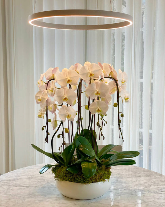 Cascading Orchid Lover - Skye Flowers Design