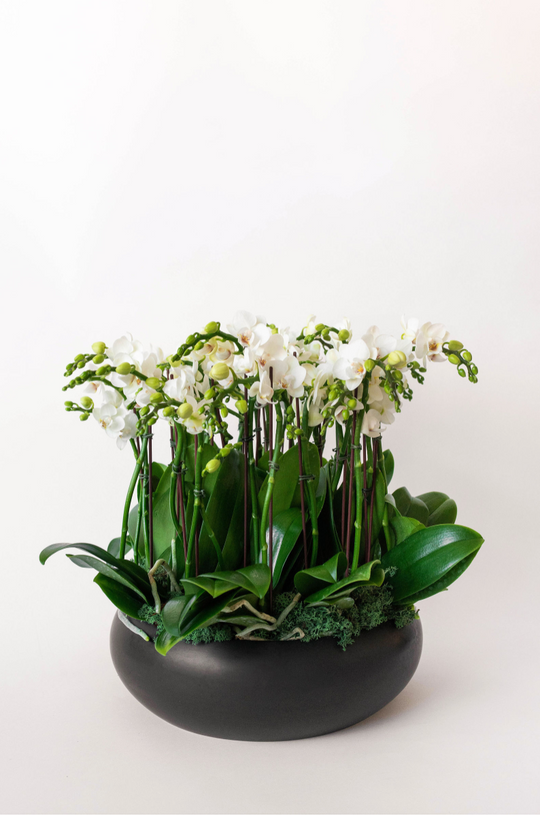 Mini Orchid Lover - Skye Flowers Design