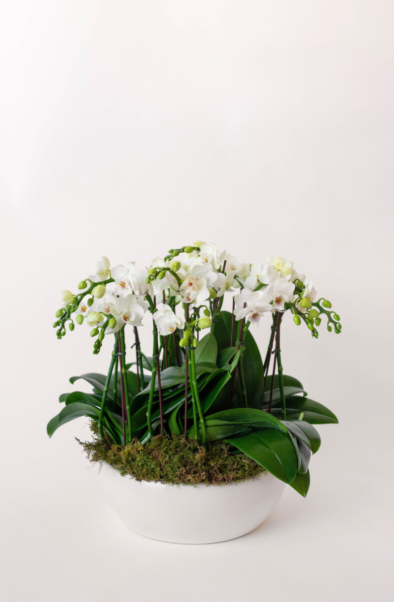 Mini Orchid Lover