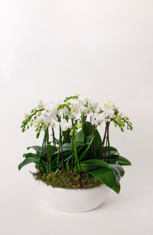 Mini Orchid Lover - Skye Flowers Design