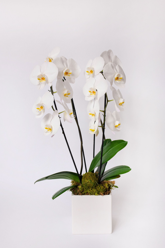 Cascading Orchid Lover - Skye Flowers Design