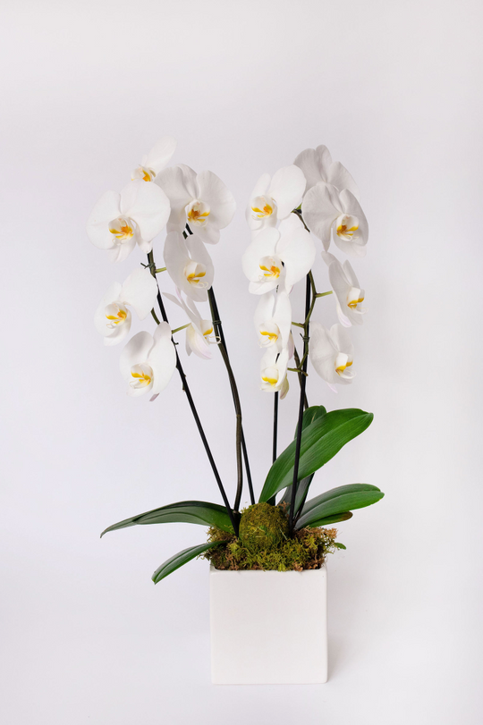 Cascading Orchid Lover