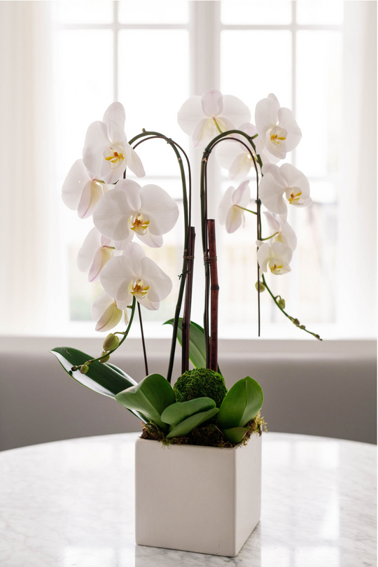 Cascading Orchid Lover - Skye Flowers Design
