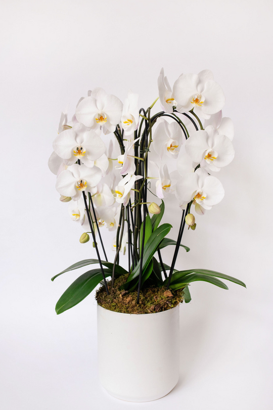 Cascading Orchid Lover