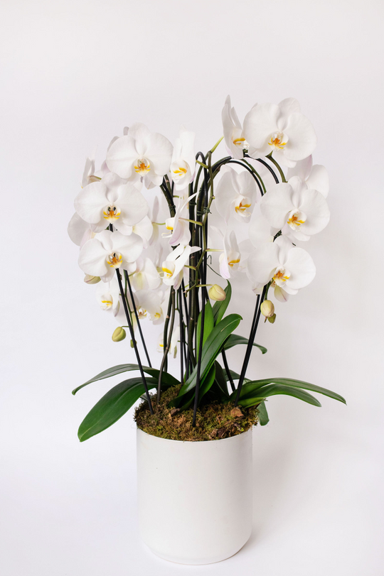 Cascading Orchid Lover - Skye Flowers Design