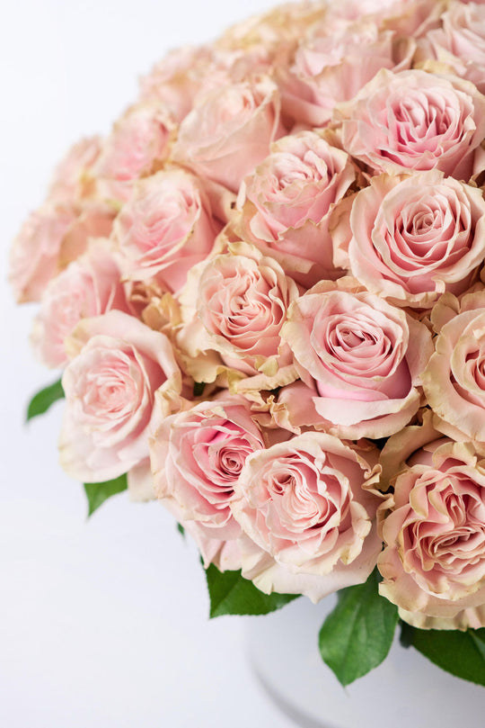 Prettiest Pink Roses
