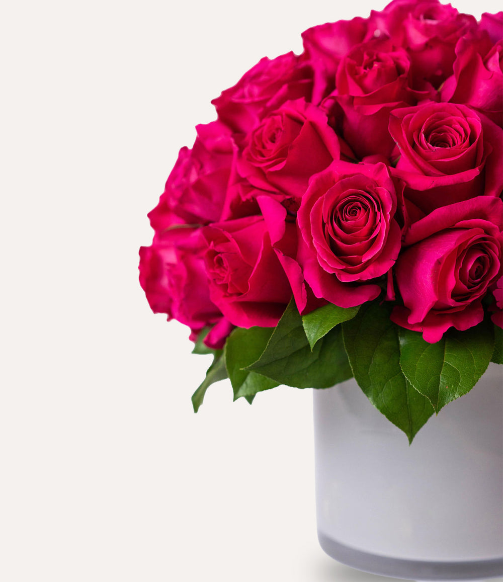 Bouquet of bright pink roses in a white vase on a light gray background