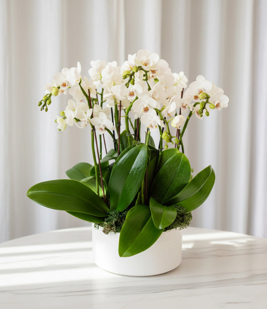 Mini Orchids For Sale