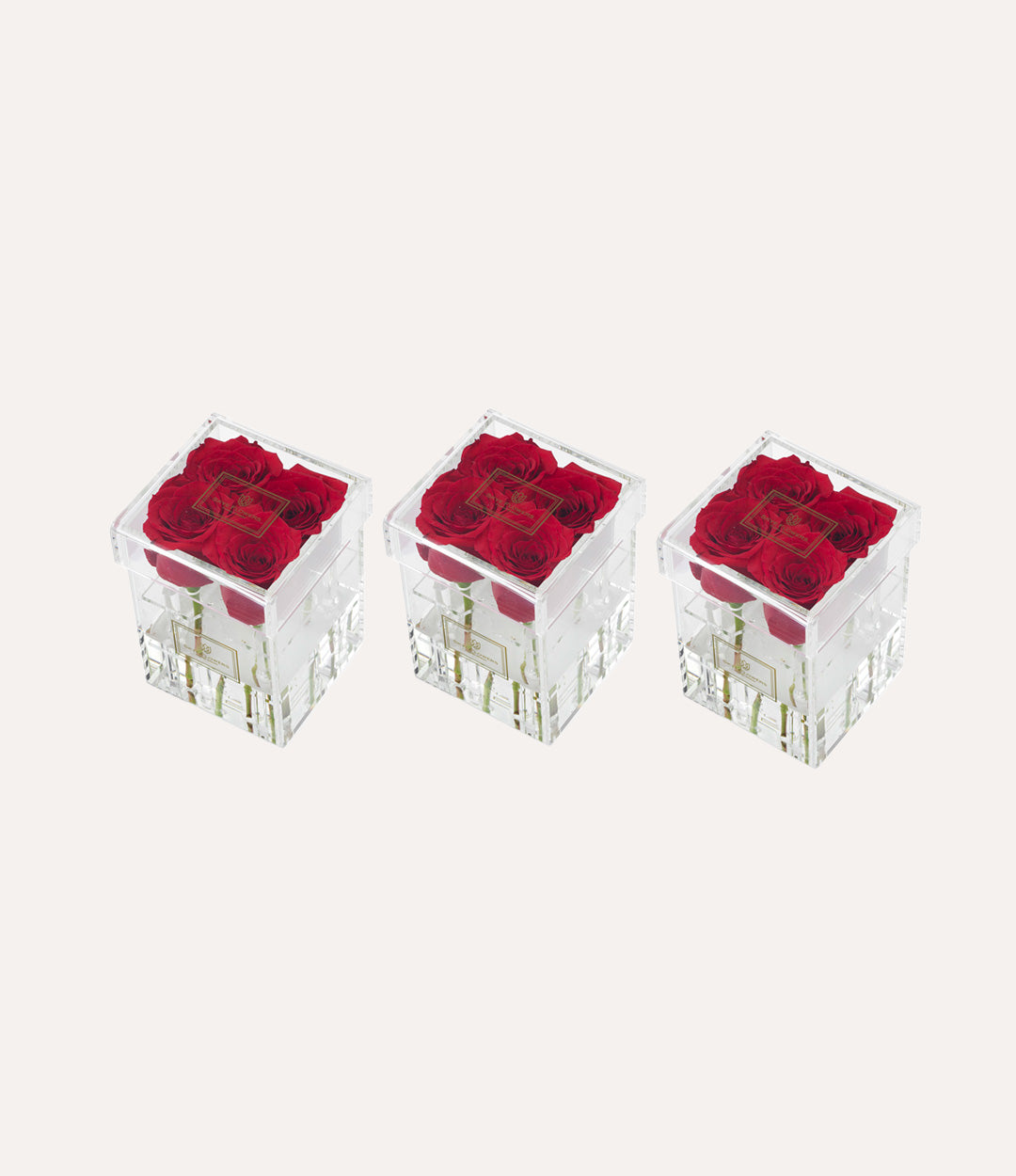 Square Fresh Rose Box