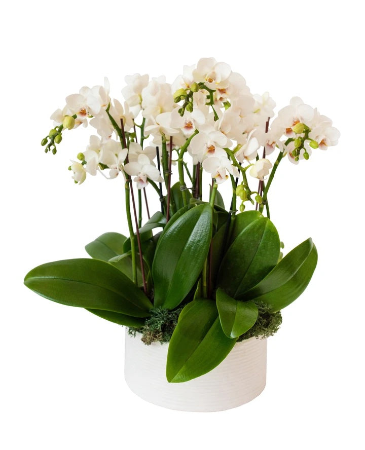 Mini Orchid Lover - Skye Flowers Design